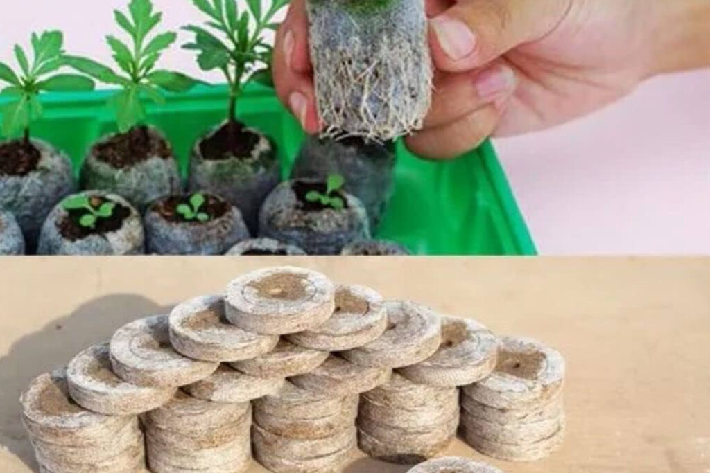 61ZfJuNKy9L._AC_UF1000,1000_QL80_