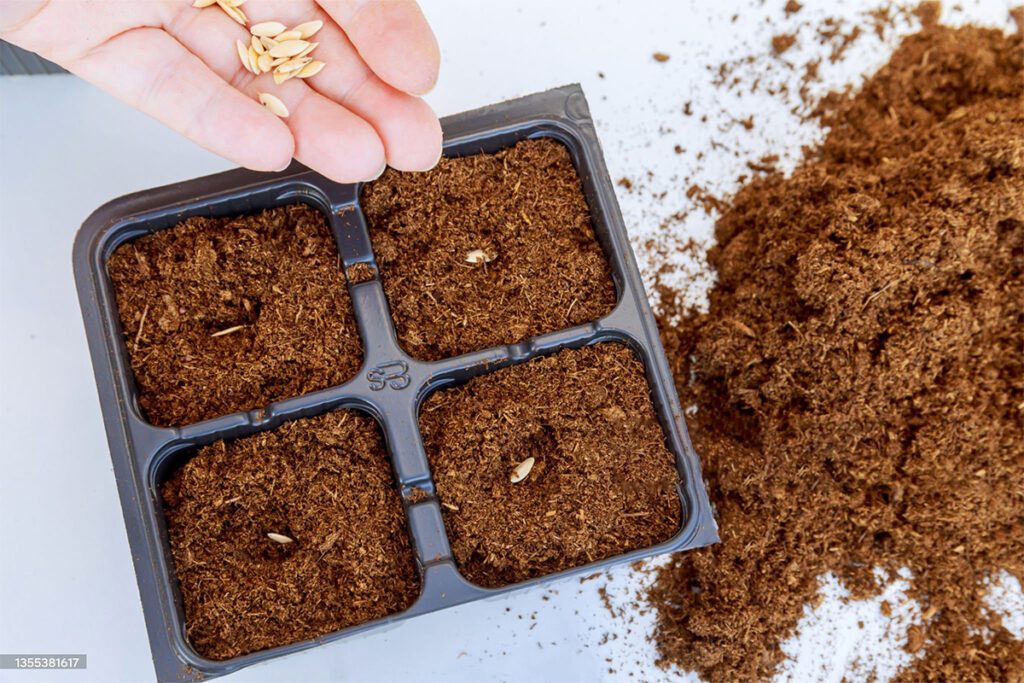 istockphoto-1355381617-2048x2048