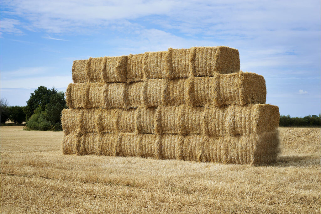 istockphoto-507007211-2048x2048